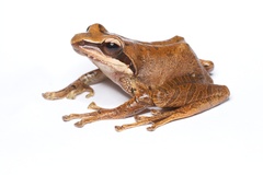 Guibemantis