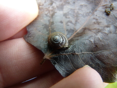 Zonitidae