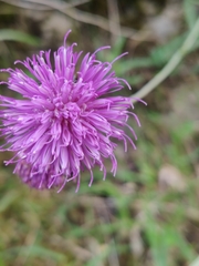 Centaurea nigra