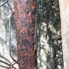 Lygodactylus capensis