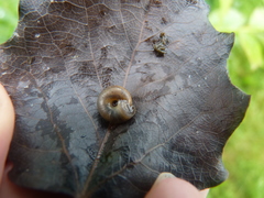 Zonitidae