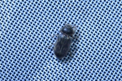 Heterocerus fenestratus