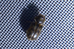 Heterocerus fenestratus