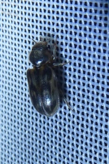 Heterocerus fenestratus