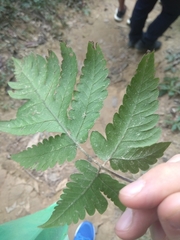 Tectaria fuscipes