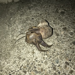 Coenobita brevimanus