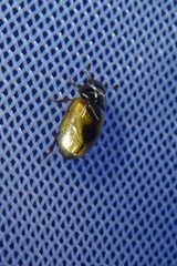 Cercyon unipunctatus