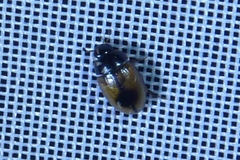 Cercyon unipunctatus