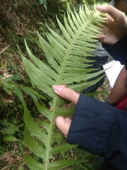 Phegopteris decursive-pinnata