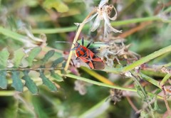 Spilostethus furcula