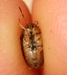 Neottiglossa bifida