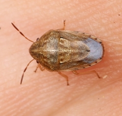 Neottiglossa bifida