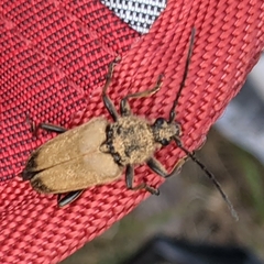 Trigonarthris subpubescens