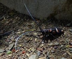 Zographus oculator