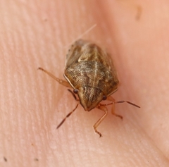 Neottiglossa bifida