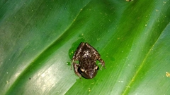 Eleutherodactylus leprus