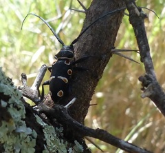 Zographus oculator