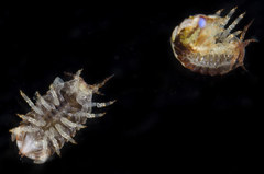 Dynamenella sheareri