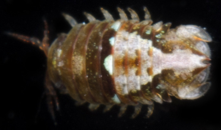 Dynamenella sheareri