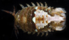 Dynamenella sheareri