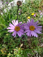 Aster alpinus
