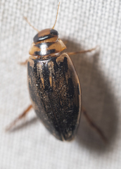 Coptotomus