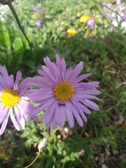 Aster alpinus