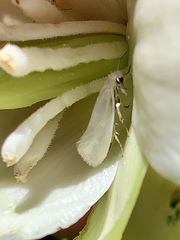 Tegeticula yuccasella