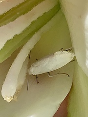 Tegeticula yuccasella