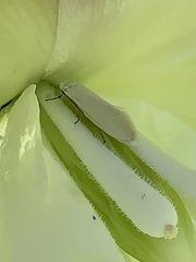 Tegeticula yuccasella