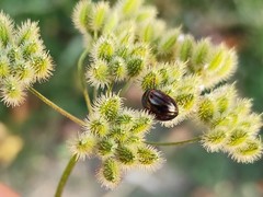 Chrysolina americana