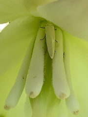 Tegeticula yuccasella