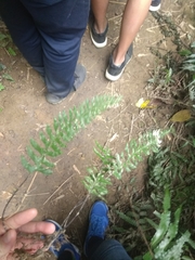 Hymenasplenium unilaterale