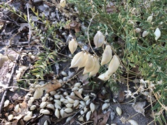 Astragalus allochrous