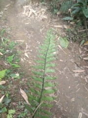 Hymenasplenium unilaterale