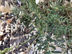 Astragalus allochrous