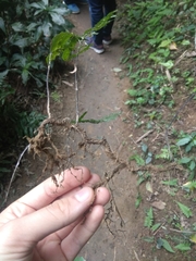 Hymenasplenium unilaterale