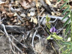 Astragalus allochrous