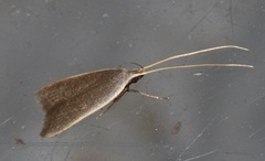 Homaloxestis multidentalis