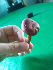 Boletus subfraternus