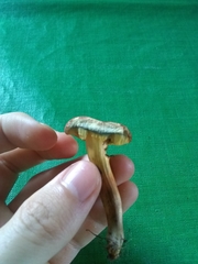 Boletus subfraternus
