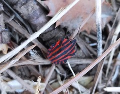 Graphosoma italicum italicum