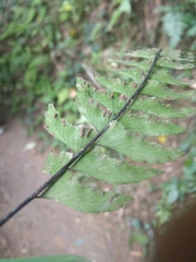 Hymenasplenium unilaterale