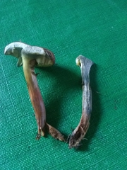 Boletus subfraternus