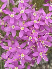 Zeltnera beyrichii