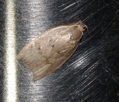 Scythropiodes