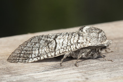 Acossus
