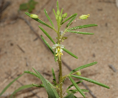 Polanisia jamesii