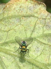 Condylostylus