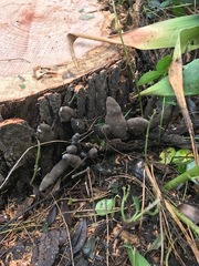 Xylaria polymorpha